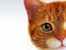 К чему снится рыжая кошка: у вас есть завистница, которая планирует навредить вам