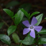 薬用ツルニチニチソウの使用の特徴 小さなツルニチニチソウ生産植物の医師