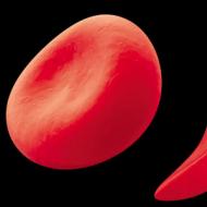 血液中の白い物体とは何ですか?