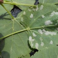 シナノキフェルトダニ (Eriophyes tiliae var)