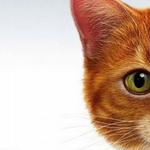 Kāpēc jūs sapņojat par sarkanu kaķi: jums ir skaudīga sieviete, kura plāno jums nodarīt pāri