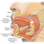 口腔内および胃内での消化 - 身体の「内側」に見える